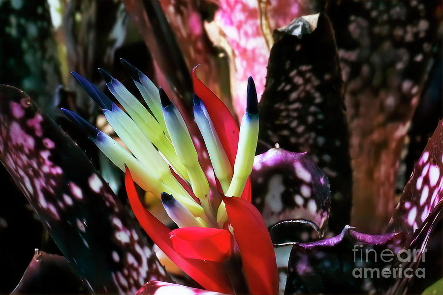 Valentines Day Photograph - Heliconia Psittacorum II by Felix Lai