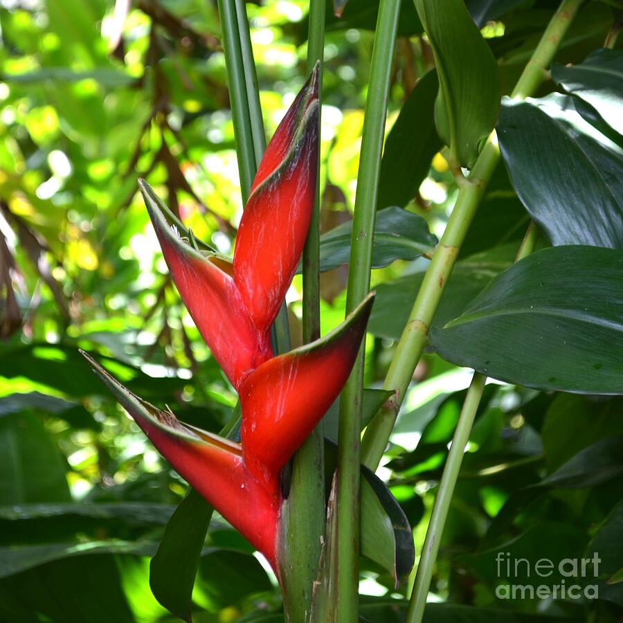 Heliconia Red Photograph by Mary Deal