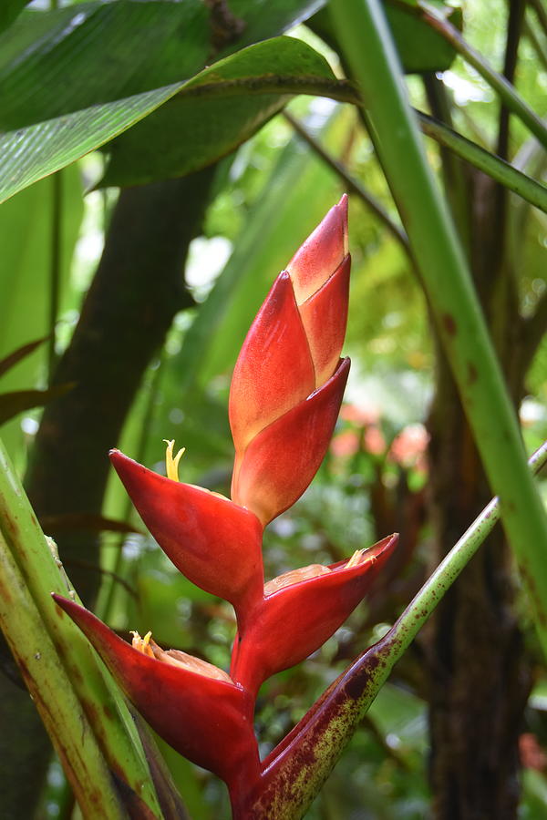 Heliconia Photograph by Rich Bodane - Fine Art America