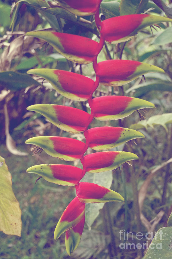 Heliconia Rostrata Photograph by Cassandra Buckley