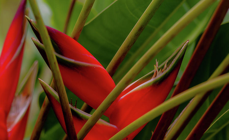 Heliconia X Photograph by Doug Davidson