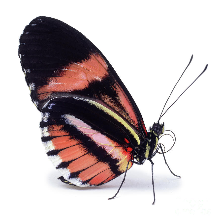 Heliconius butterfly Photograph by Warren Photographic
