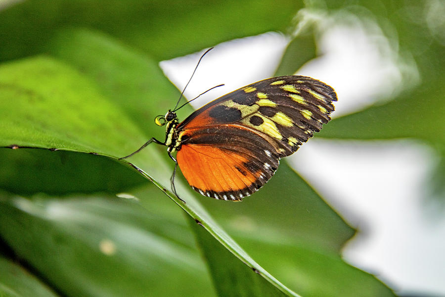 Heliconius Ismenius Butterfly Photograph by Jean Haynes - Fine Art America