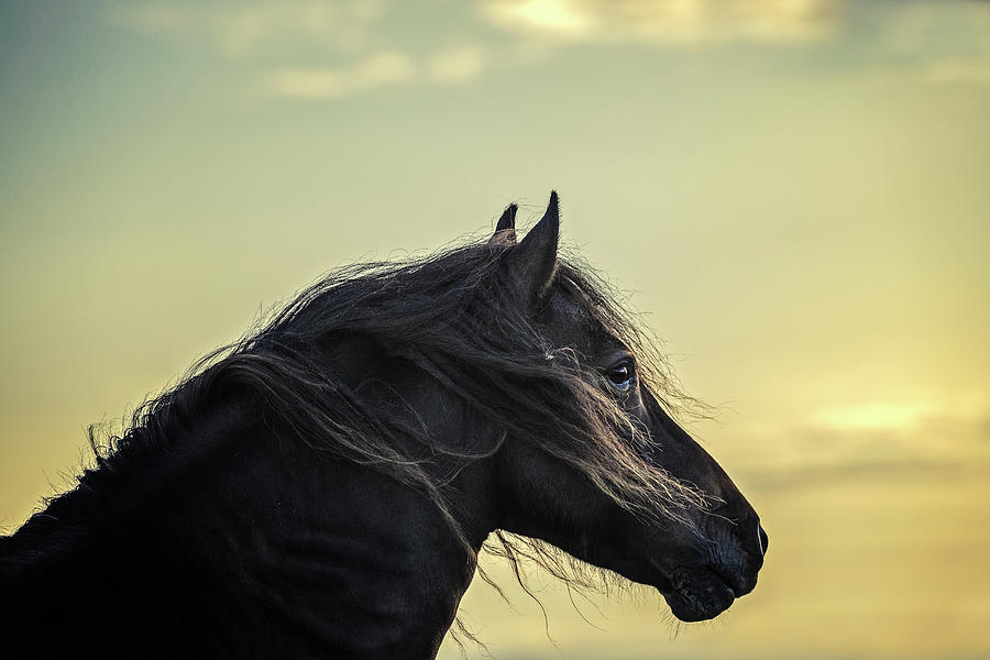 Heliophilia - Horse Art Photograph by Lisa Saint