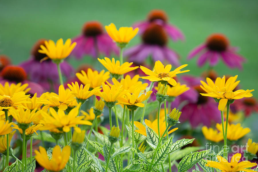 Heliopsis and Coneflowers Photograph by Jan Day