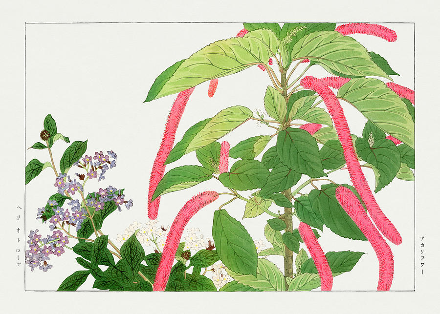 Heliotrope and Acalypha Flowers - Ukiyo e art - Vintage Japanese woodblock art - Seiyo SOKA ZUFU  Digital Art by Studio Grafiikka