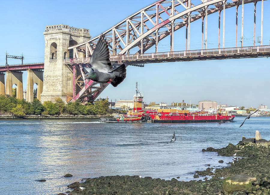 Hell Gate and Pigeon Photograph by Cate Franklyn