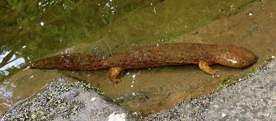 Hellbender Photograph by Joshua Bales