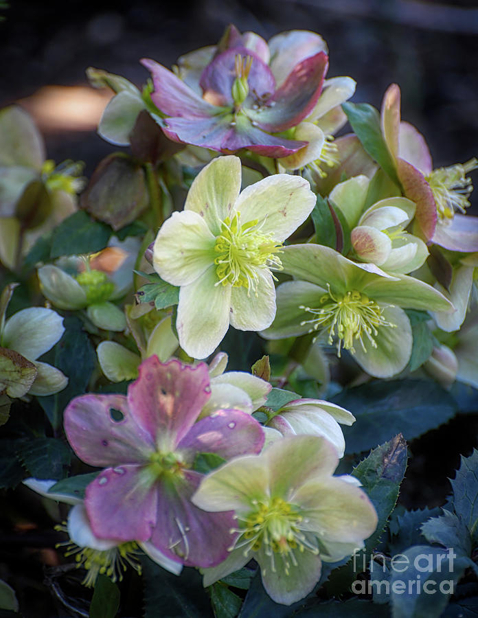 Hellebore Blooms - Medicine For The Soul Photograph by Kerri Farley
