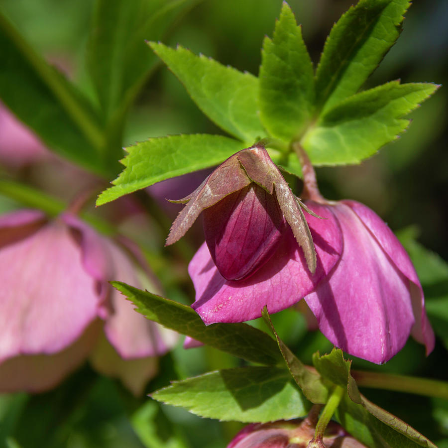 Hellebore Bud And Bloom Photograph