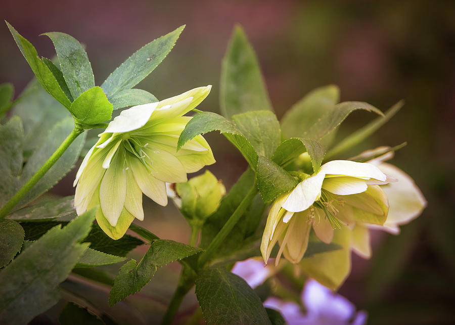 Hellebore Pair in the Spring Garden Photograph by Patti Deters