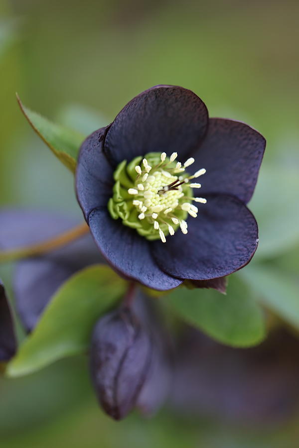 Hellebore Photograph by Tammy Pool