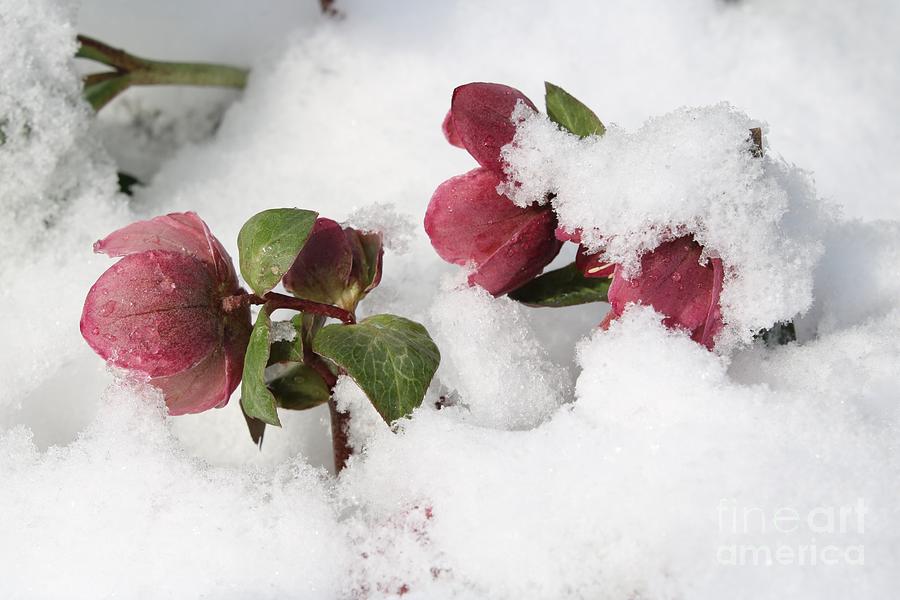 Hellebores In Snow Photograph