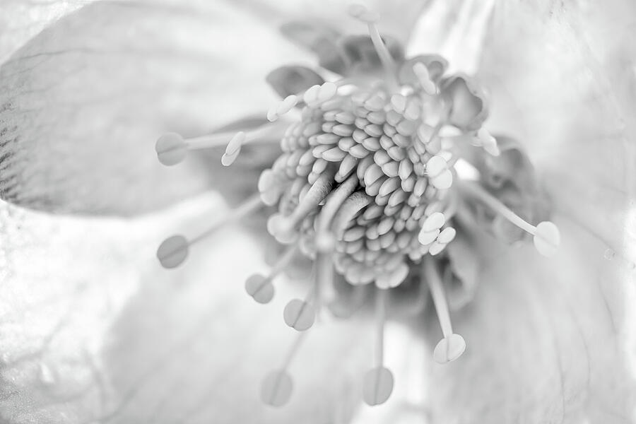 Helleborus Macro In Black And White Photograph by Tanya C Smith