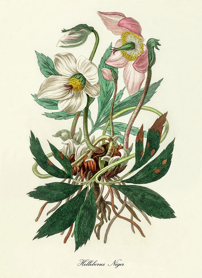 Nature Digital Art - Helleborus Niger - Christmas Rose - Vintage Botanical Illustration - Medicinal Plants and Herbs by Studio Grafiikka