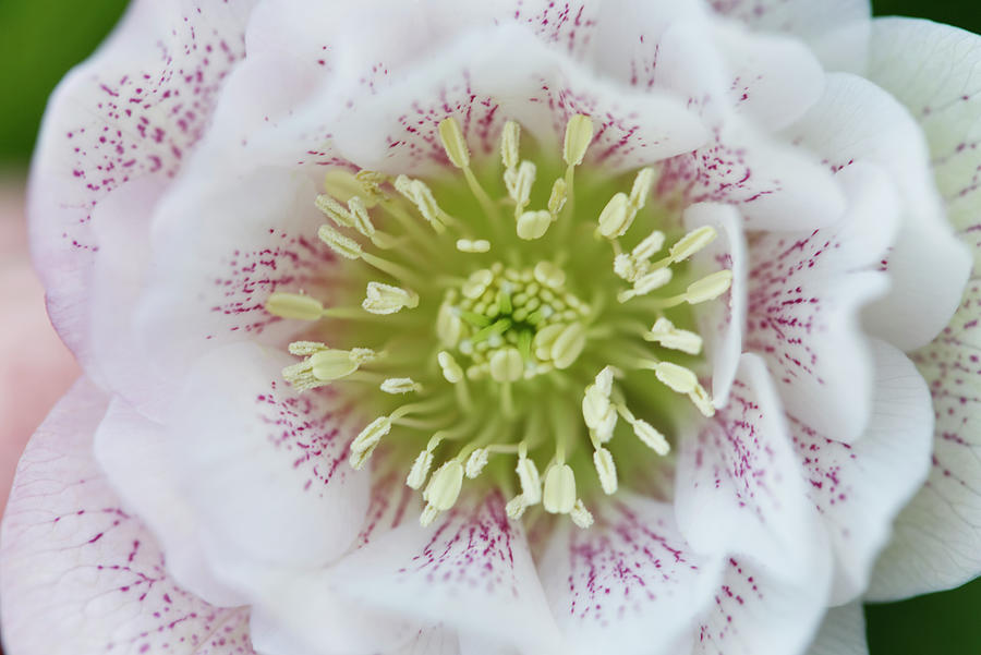 Helleborus White With Pink Speckles Photograph