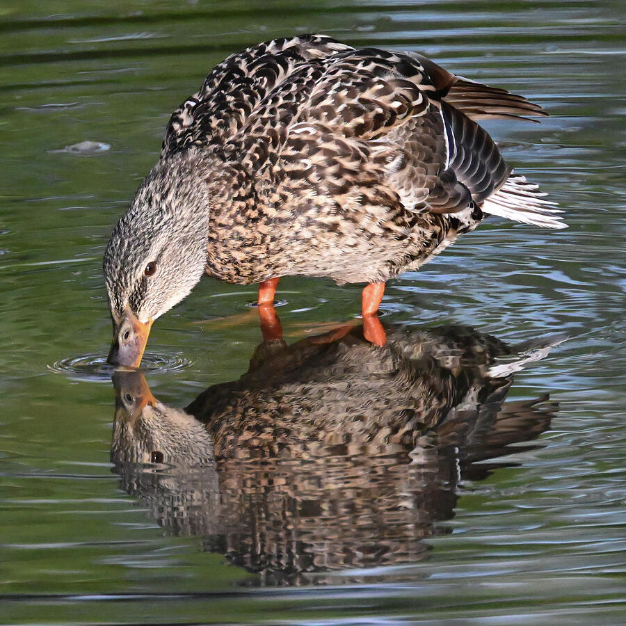 Hello Are You Thirsty Too? Photograph by Harry Banks Hello Are You Thirsty Too? Photograph by Harry Banks