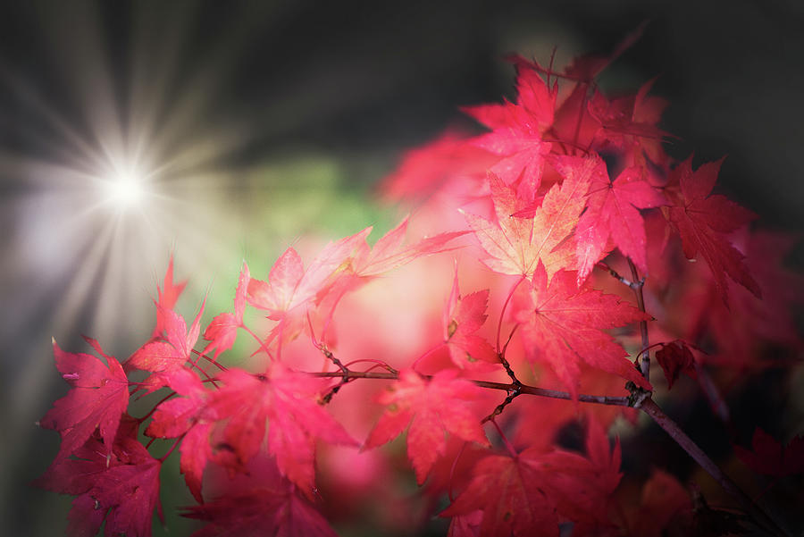 Hello, Autumn Photograph by Philippe Sainte-Laudy