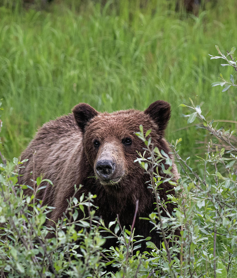 Hello Bear Photograph by David Kirby