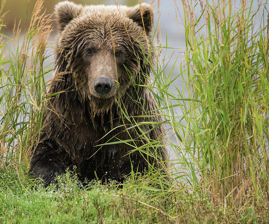 Hello Bear Photograph by Mary Etta Cochran