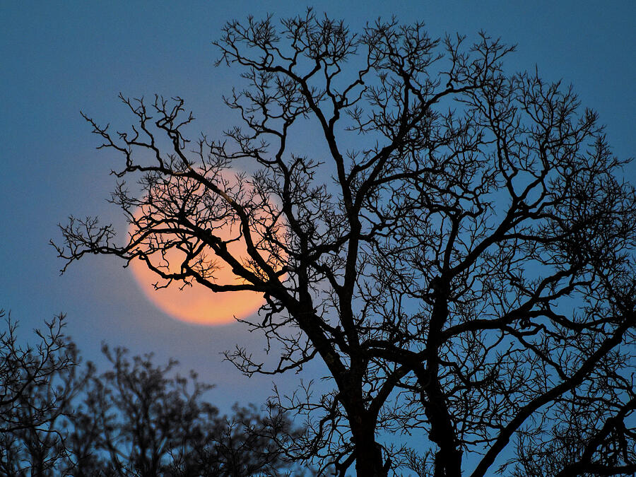 Hello Beautiful Moon Photograph by Susie Loechler Hello Beautiful Moon Photograph by Susie Loechler
