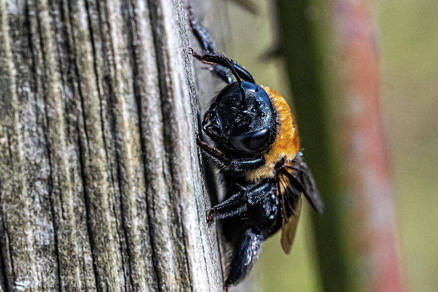 Hello Bee Photograph by Sharon Gucker - Fine Art America