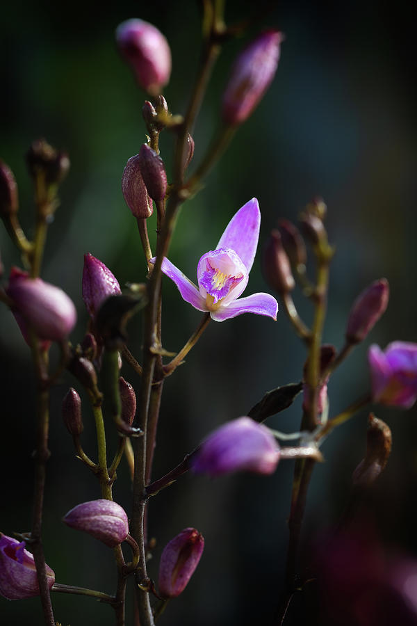 Hello Bletia purpurea Photograph by Rudy Wilms