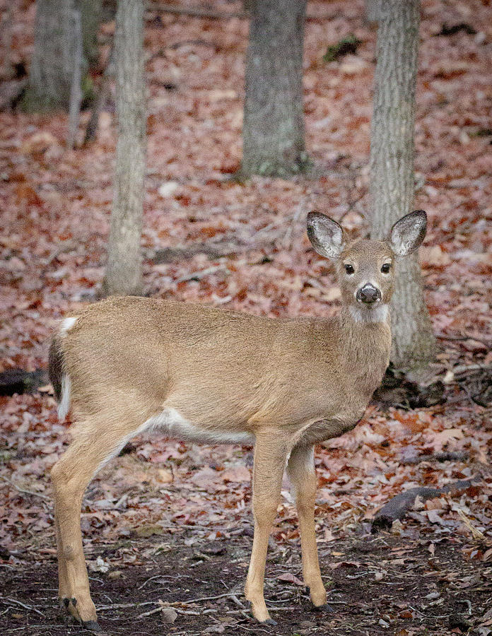 Hello Deer Photograph by Lora J Wilson