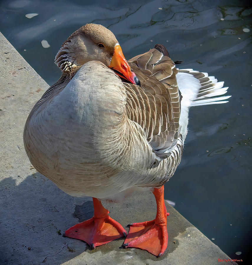 Hello Duck Photograph by Roberta Byram