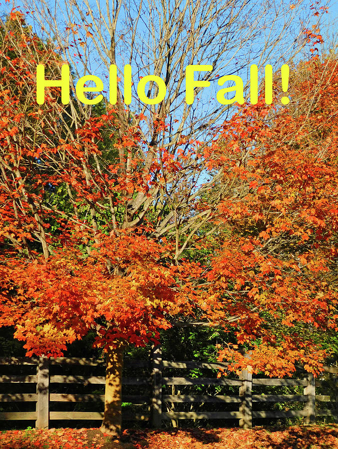 Hello Fall in MD Photograph by Emmy Marie Vickers