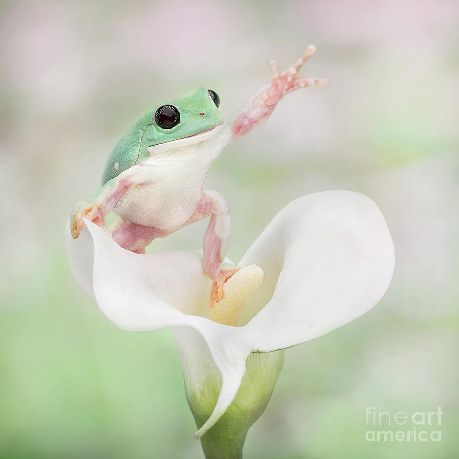 Hello From the Whites Tree Frog Photograph by Linda D Lester