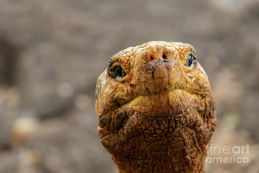 Hello Giant Tortoise  Photograph by Nancy Gleason