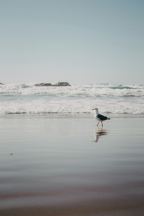 Hello Gull Photograph By Daniela Safarikova Fine Art America