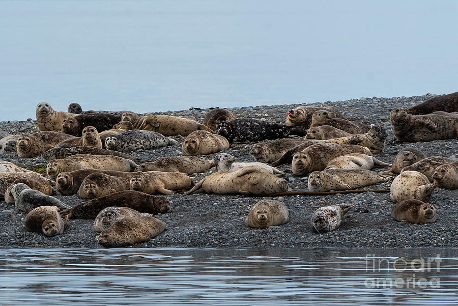 Fall Photograph - Hello Harbor Seals by Nancy Gleason