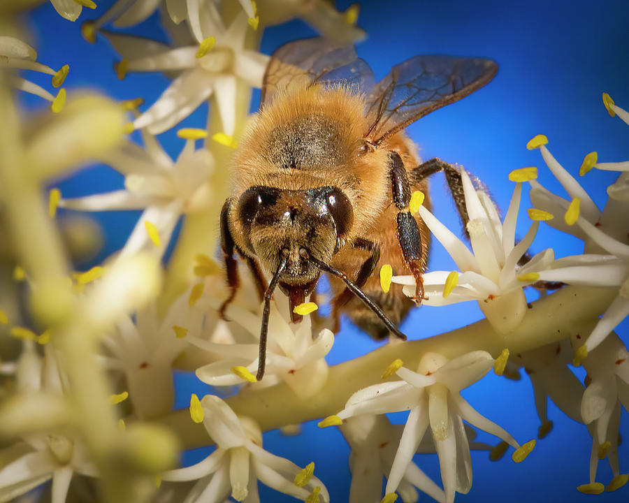 Hello Honey Bee Photograph by Mark Andrew Thomas