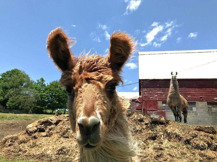Hello Llama Photograph by Mike Coyne