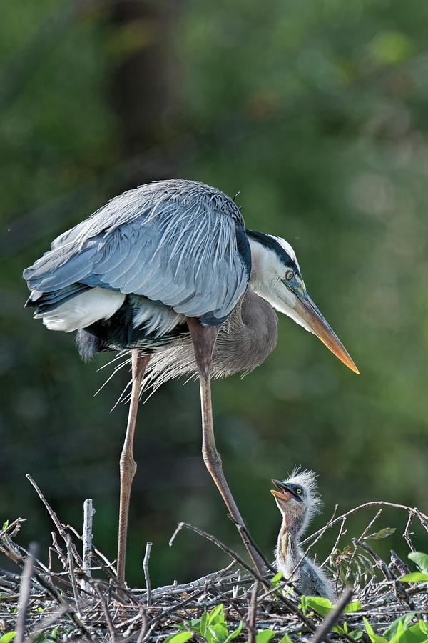 Hello Mother Photograph by Matthew Lerman | Fine Art America