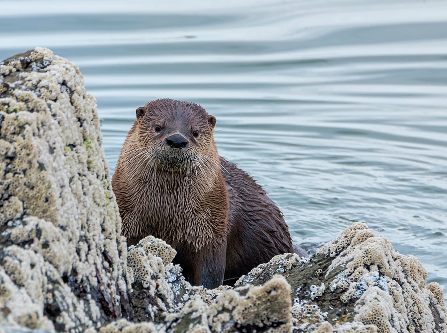 Wildlife Photograph - Hello Otter by Loree Johnson
