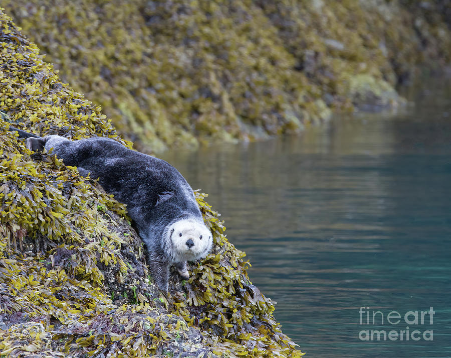 Nature Photograph - Hello Sea Otter by Chris Scroggins