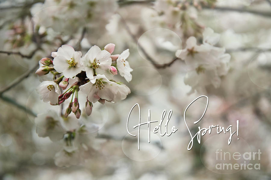 Hello Spring Photograph by Amy Dundon