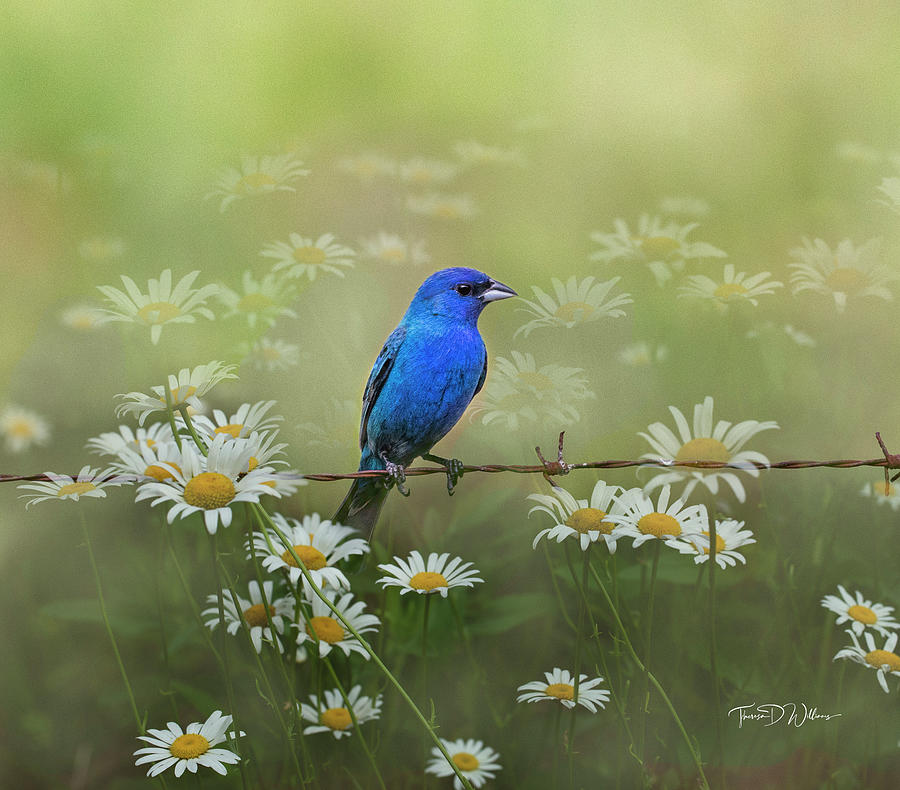 Hello Summer Photograph by Theresa D Williams