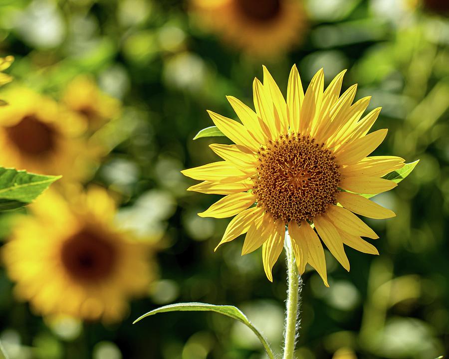 Hello Sunflower Photograph by Malaina Kinne - Pixels