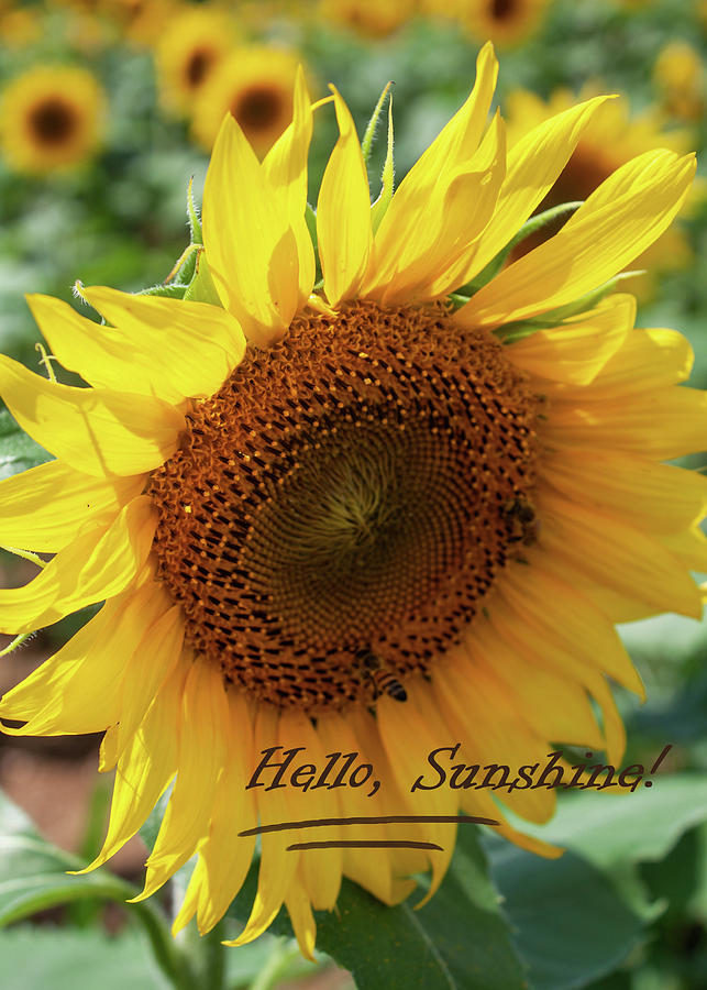 Hello Sunshine - Sunflower Photograph by David Beard