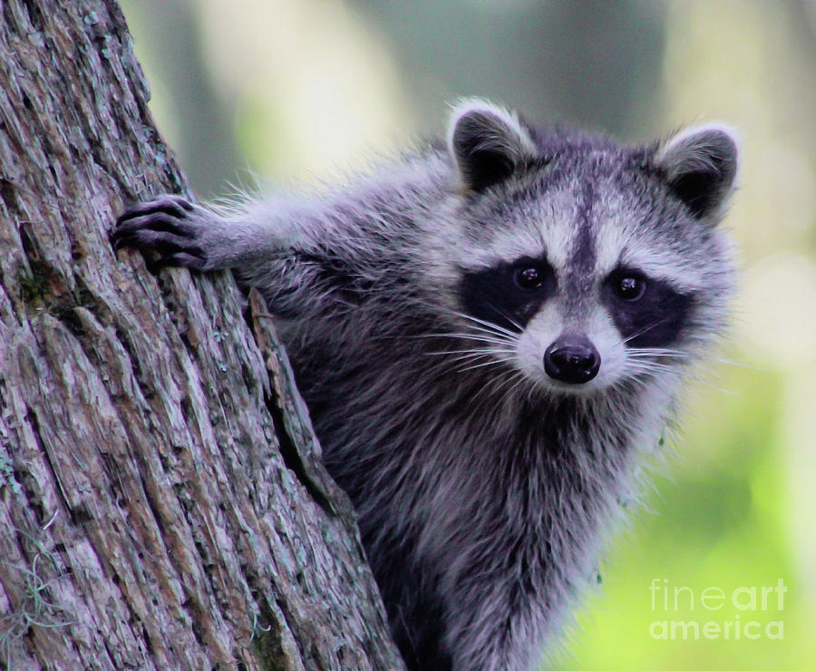 Hello, sweet raccoon Photograph by Joanne Carey
