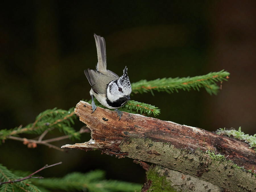 Hello there. Crested Tit Photograph by Jouko Lehto