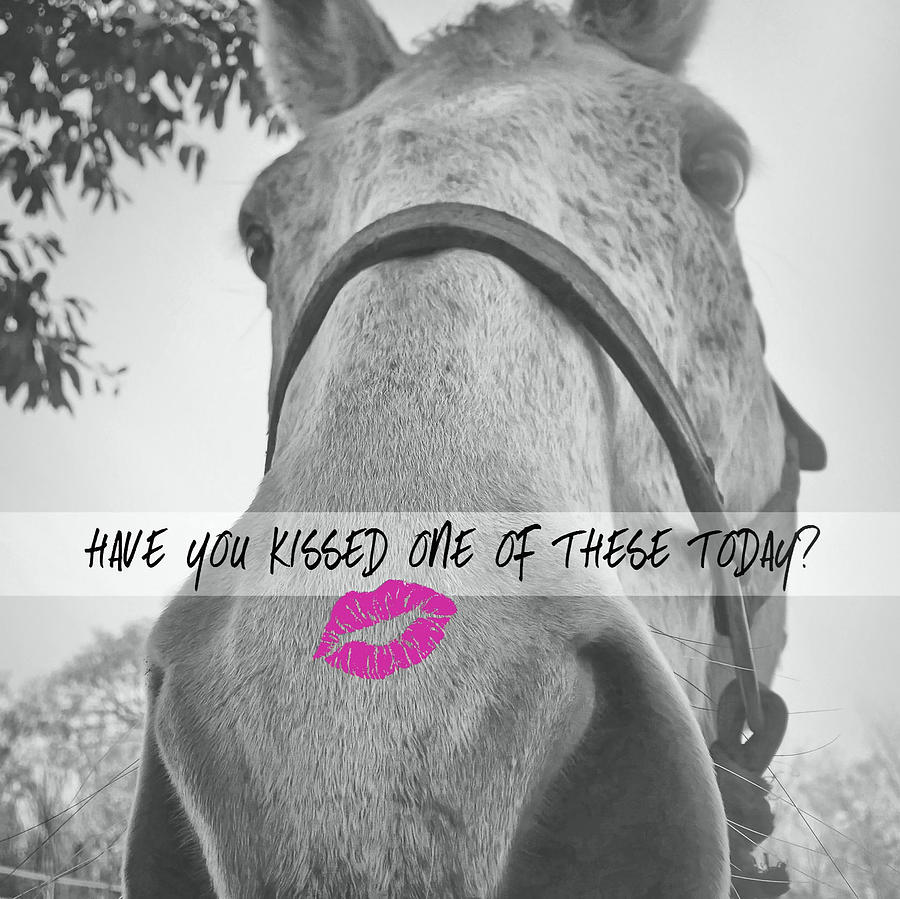 HELLO THERE kiss quote Photograph by Dressage Design