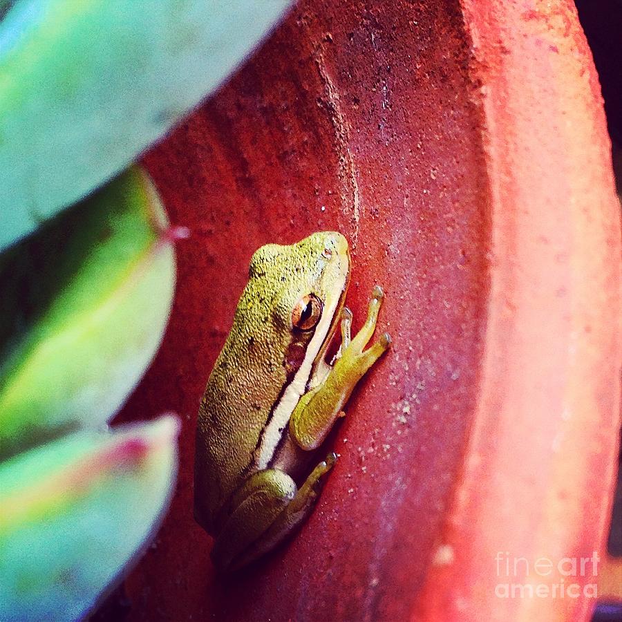 Hello Tree Frog Photograph by M West