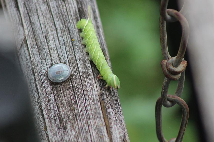 Nature Photograph - Hello World Caterpillar by Les Classics