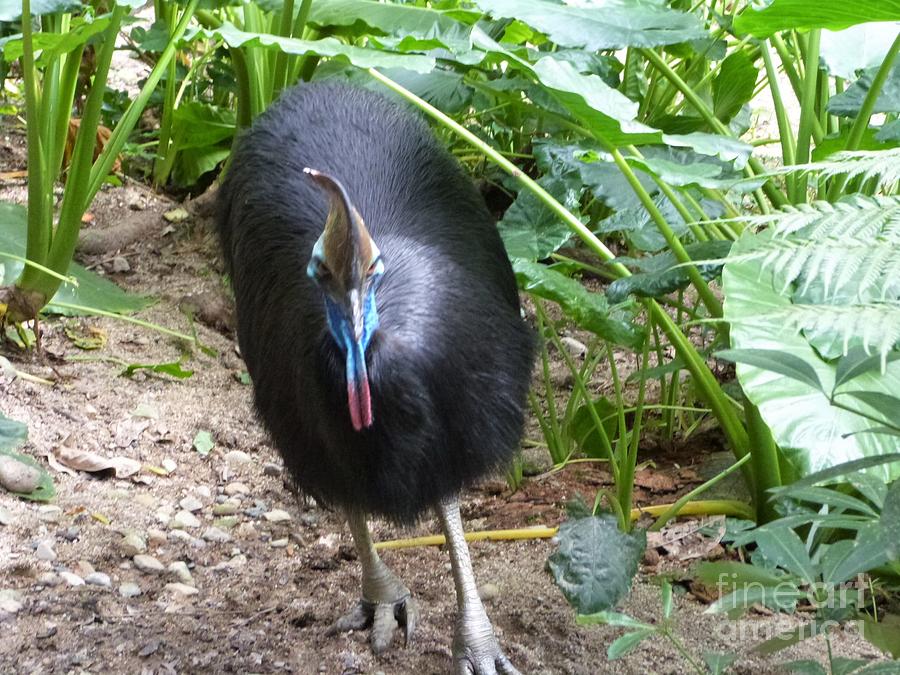 Helmeted Cassowary, Cairns Birdworld. Photograph by Rita Blom - Fine ...