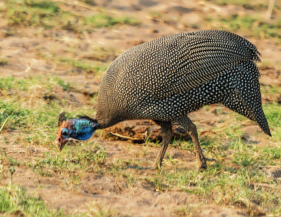 Helmeted Guinea Fowl in Botswana Photograph by Betty Eich